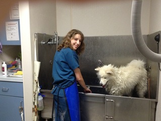 Dog bathing at Marina Hills Animal Hospital